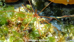 Arrow crab shot in Cozamel on Palancar Bricks. Shot using... by Stephan Attwood 